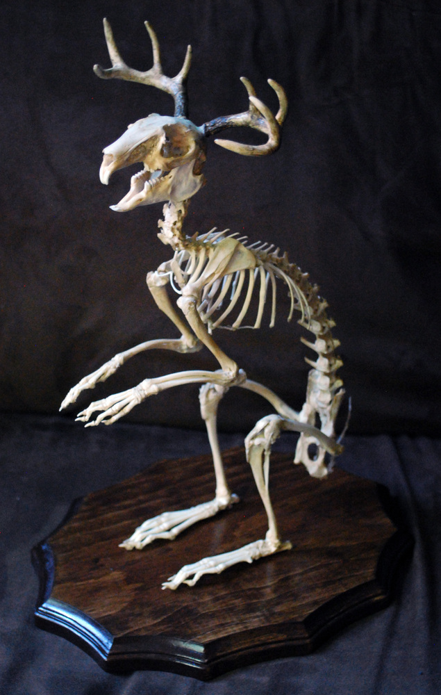 jackalope_skeleton