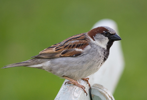 sparrow class
