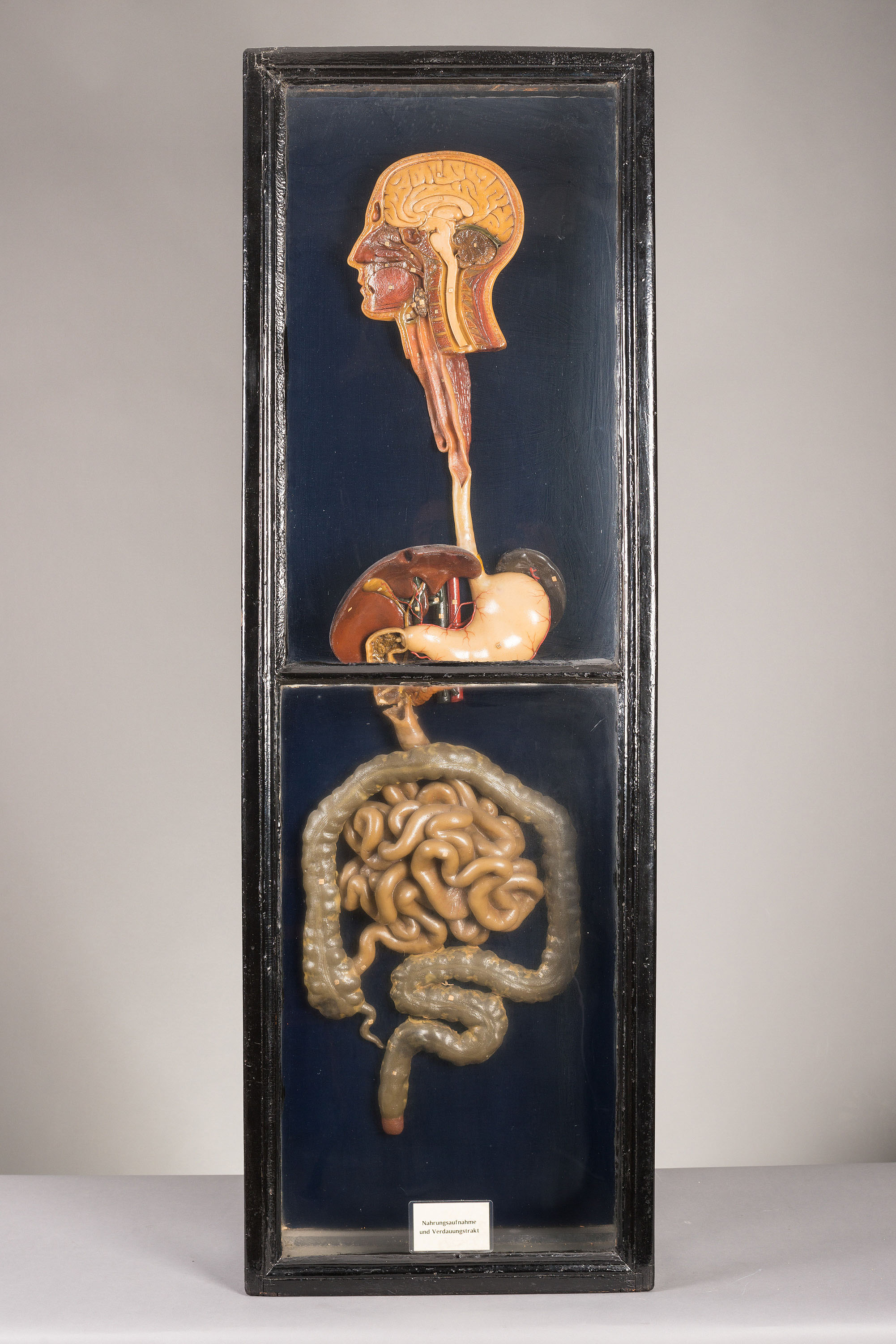 Wax model of food and digestive tract